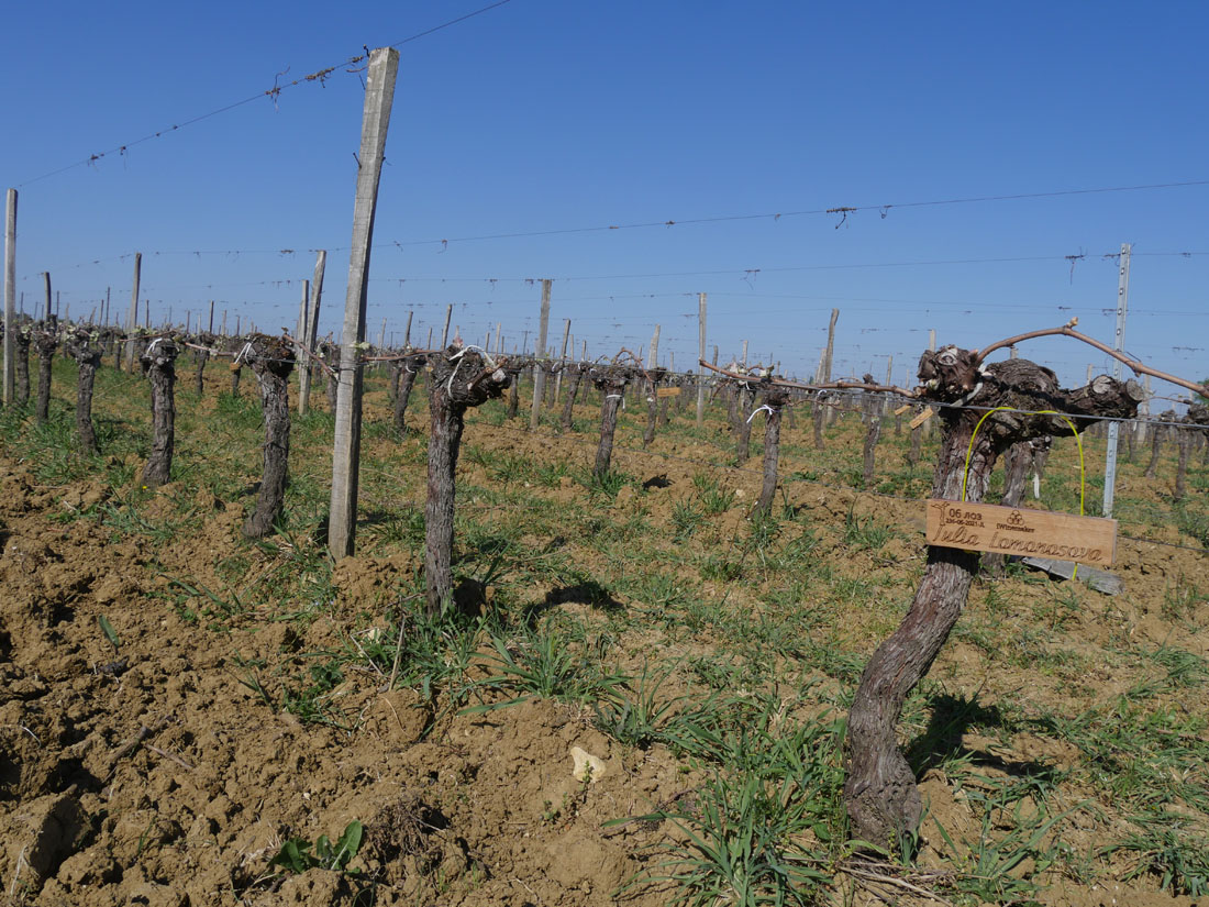 Виноградник на урожай